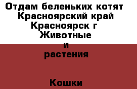 Отдам беленьких котят - Красноярский край, Красноярск г. Животные и растения » Кошки   . Красноярский край,Красноярск г.